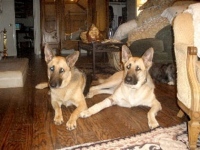 German Shepherd Dakota Before Angiosarcoma Amputation Surgery