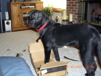 Max Lab before amputation surgery