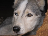 three legged senior sled dog Calpurnia