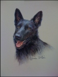 Luna Hemangiosarcoma survivor