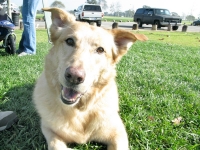 Tripawd Discussion Forum Member Max C