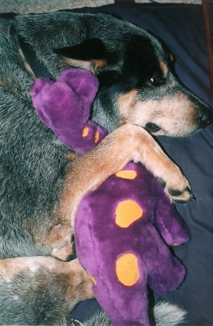 Tripod dog Matey girl with purple dinosaur