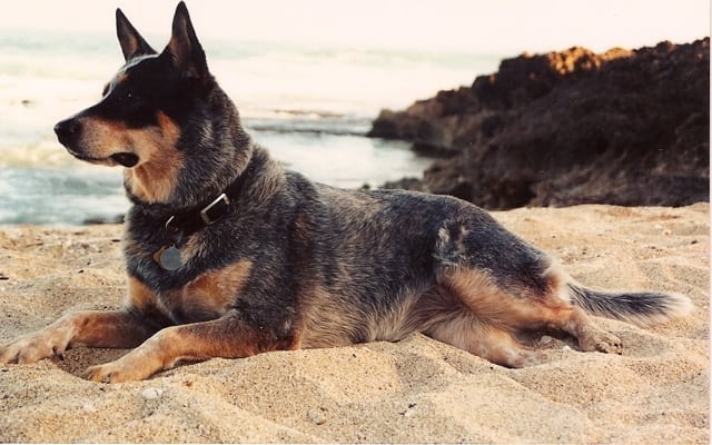 Matey girl tripod dog rests on the beach