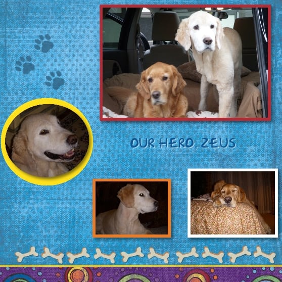 Three legged bone cancer dog survivor Zeus