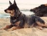 Three legged Matey on the beach