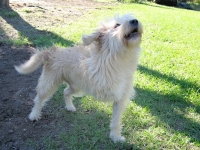 Joey howls for the camera