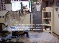 Nemo the Husky Taken by Cancer