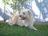 Jerry\'s new tripawd pal Joey