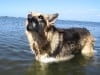 Jerry waits for the ball in the Gulf of Mexico