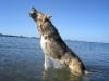 2Jerry leaps for a ball in the Gulf of Mexico