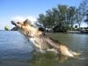Jerry leaps for a ball in the Gulf of Mexico