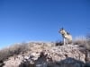 Standing watch at Bottomless Lakes NM State Park