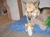Destroying the toy Lalla gave him