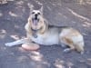 Jerry and his favorite frisbee