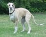 Bella's Pain Relief Pet Products