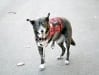 Carver the Three Legged Dog