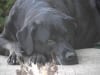 Jake the Pet Star of America