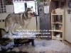 Nemo the Husky Taken by Cancer