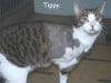 Adopt Tippy the three legged cat!