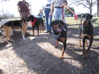 04. Jerry and the Rotties at the Tripawd party
