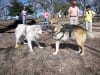 02. Tripawd Jerry and Hudson of 2 Dogs 2000 Miles Fame