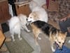 12. Jerry has a sleepover party with Hudson and murphy