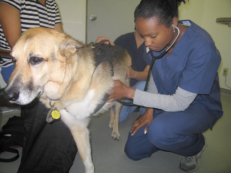 veterinary check up for three legged cancer dog jerry