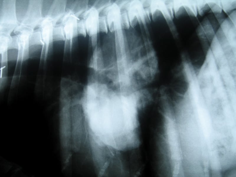 lung metastasis in Tripawds