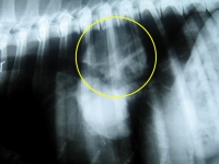 Chest X-ray of Jerry indicating osteosarcoma metastasis
