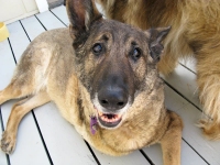 Three Legged Shepherd Eisen at Home