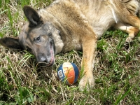 Three Legged Shepherd Dog Eisen Rests at Williams Creek Lake