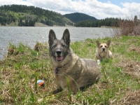 Three Legged Shepherd Dogs Eisen and Jerry at Williams Creek Lake