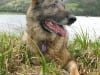 Three Legged Shepherd Dog Eisen Rests at Williams Creek Lake