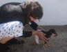 Tripawd Sammy with leg splint