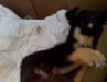 Tripawd Sammy sick from worms