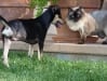Tripawd Sammy and Kit the Cat