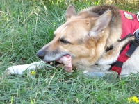 Canine cancer survivor Jerry regains appetite for raw chicken