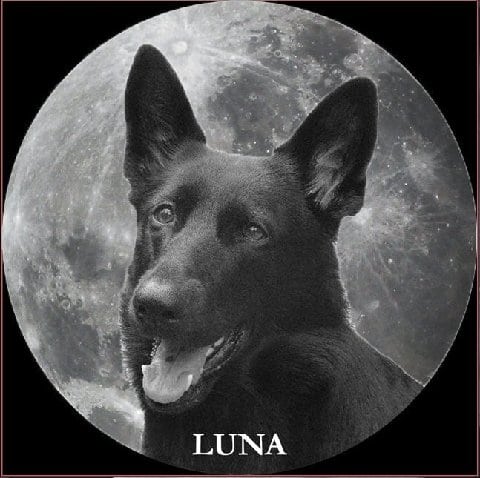 Cancer dog warrior Luna, memorial photo