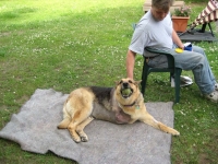 three legged german shepherd cancer dog Rocco
