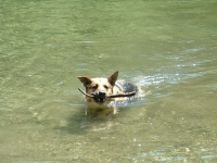 Three Legged German Shepherd Jerry Look-Alike Rocco