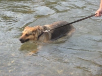 Three Legged German Shepherd Jerry Look-Alike Rocco