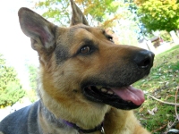 Three legged German Shepherd dog Rocco