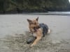 Tripod German Shepherd Rocco plays on beach