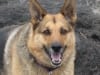three legged german shepherd cancer dog Rocco