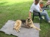 three legged german shepherd cancer dog Rocco