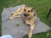 three legged german shepherd cancer dog Rocco