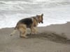 three legged german shepherd cancer dog Rocco