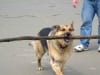 three legged german shepherd cancer dog Rocco