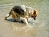 Three Legged German Shepherd Jerry Rocco