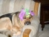 Three Legged German Shepherd Jerry Rocco